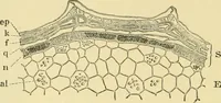 Picture 163 of 504 from The microscopy of vegetable foods (1906), leaf 245