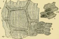Picture 164 of 504 from The microscopy of vegetable foods (1906), leaf 245