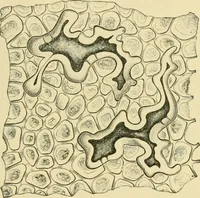 Picture 165 of 504 from The microscopy of vegetable foods (1906), leaf 248