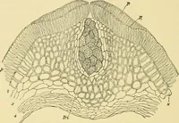 Picture 167 of 504 from The microscopy of vegetable foods (1906), leaf 255