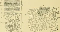 Picture 168 of 504 from The microscopy of vegetable foods (1906), leaf 259