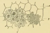 An illustration from The microscopy of vegetable foods (1906)
