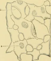Picture 172 of 504 from The microscopy of vegetable foods (1906), leaf 265
