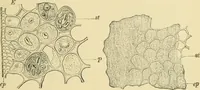 Picture 173 of 504 from The microscopy of vegetable foods (1906), leaf 266