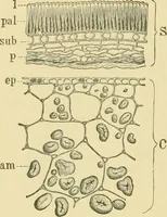 Picture 174 of 504 from The microscopy of vegetable foods (1906), leaf 267