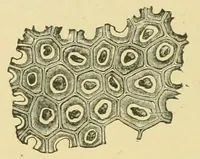 Picture 175 of 504 from The microscopy of vegetable foods (1906), leaf 267