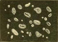 Picture 176 of 504 from The microscopy of vegetable foods (1906), leaf 267