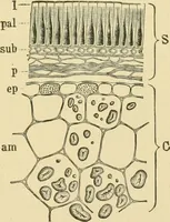 Picture 177 of 504 from The microscopy of vegetable foods (1906), leaf 268