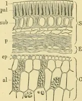 An illustration from The microscopy of vegetable foods (1906)