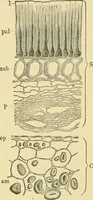 Picture 179 of 504 from The microscopy of vegetable foods (1906), leaf 271