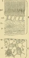Picture 181 of 504 from The microscopy of vegetable foods (1906), leaf 274