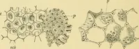 Picture 182 of 504 from The microscopy of vegetable foods (1906), leaf 275