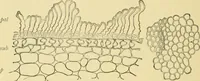 Picture 183 of 504 from The microscopy of vegetable foods (1906), leaf 277