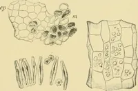 Picture 184 of 504 from The microscopy of vegetable foods (1906), leaf 278