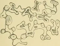 Picture 185 of 504 from The microscopy of vegetable foods (1906), leaf 280