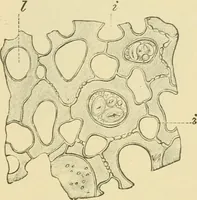 An illustration from The microscopy of vegetable foods (1906)