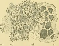 An illustration from The microscopy of vegetable foods (1906)