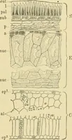 Picture 189 of 504 from The microscopy of vegetable foods (1906), leaf 282