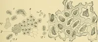 Picture 190 of 504 from The microscopy of vegetable foods (1906), leaf 284