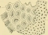 Picture 191 of 504 from The microscopy of vegetable foods (1906), leaf 286