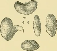 An illustration from The microscopy of vegetable foods (1906)