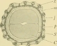 Picture 193 of 504 from The microscopy of vegetable foods (1906), leaf 288