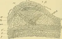 Picture 194 of 504 from The microscopy of vegetable foods (1906), leaf 289