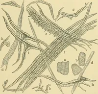 An illustration from The microscopy of vegetable foods (1906)