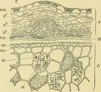 Picture 196 of 504 from The microscopy of vegetable foods (1906), leaf 291