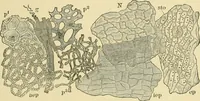An illustration from The microscopy of vegetable foods (1906)