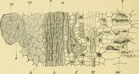 Picture 198 of 504 from The microscopy of vegetable foods (1906), leaf 297