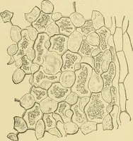 Picture 199 of 504 from The microscopy of vegetable foods (1906), leaf 298