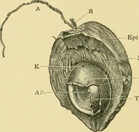 Picture 200 of 504 from The microscopy of vegetable foods (1906), leaf 303