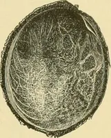 An illustration from The microscopy of vegetable foods (1906)