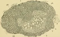 An illustration from The microscopy of vegetable foods (1906)