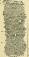 Picture 203 of 504 from The microscopy of vegetable foods (1906), leaf 306