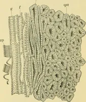 Picture 204 of 504 from The microscopy of vegetable foods (1906), leaf 307