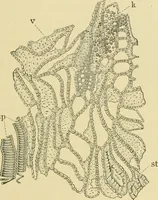 Picture 205 of 504 from The microscopy of vegetable foods (1906), leaf 308