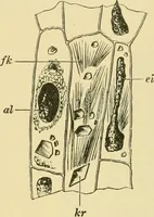 An illustration from The microscopy of vegetable foods (1906)