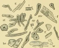 An illustration from The microscopy of vegetable foods (1906)