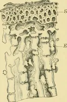 Picture 208 of 504 from The microscopy of vegetable foods (1906), leaf 315