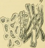An illustration from The microscopy of vegetable foods (1906)