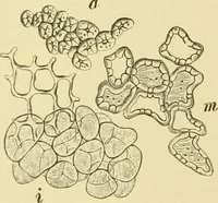 Picture 210 of 504 from The microscopy of vegetable foods (1906), leaf 317