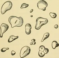 Picture 211 of 504 from The microscopy of vegetable foods (1906), leaf 322