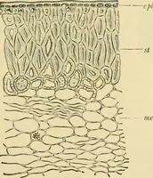 Picture 212 of 504 from The microscopy of vegetable foods (1906), leaf 324
