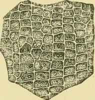 Picture 213 of 504 from The microscopy of vegetable foods (1906), leaf 325