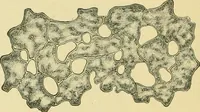 Picture 214 of 504 from The microscopy of vegetable foods (1906), leaf 325