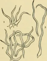 An illustration from The microscopy of vegetable foods (1906)