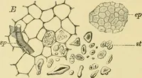 Picture 216 of 504 from The microscopy of vegetable foods (1906), leaf 327