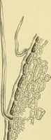 Picture 217 of 504 from The microscopy of vegetable foods (1906), leaf 331